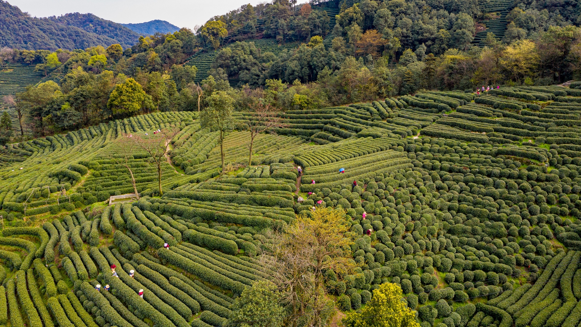 產業競爭戰之獨特產區打造三法